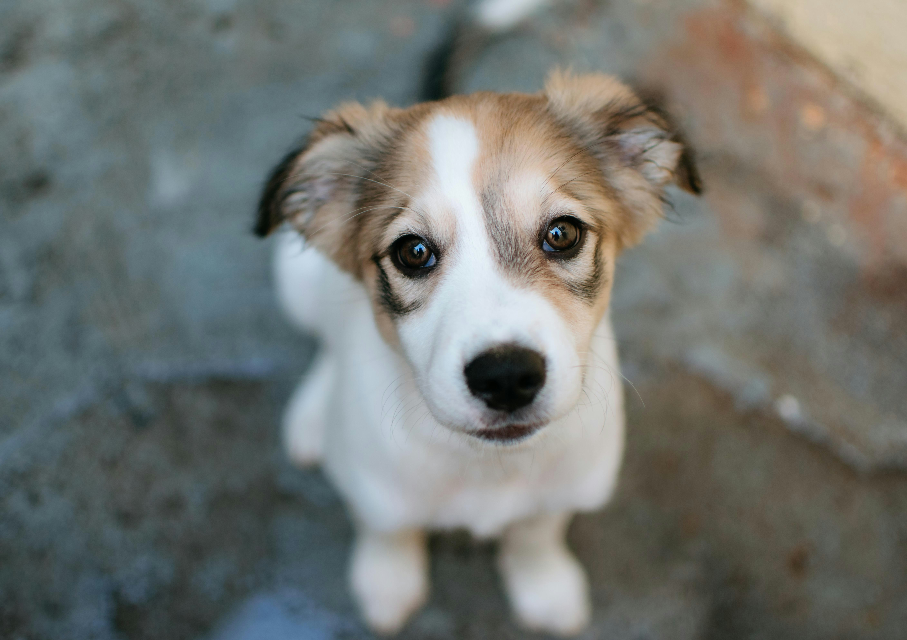 Dog-friendly-holiday-gran-canaria